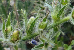Echium sabulicola