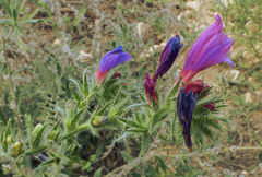 Echium sabulicola