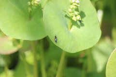 Pemphredonina