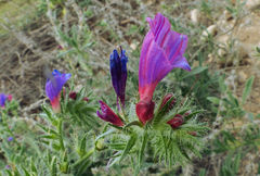 Echium sabulicola