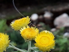 Ceromitia natalensis