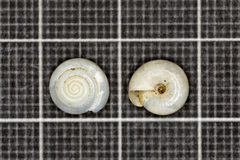 Oxychilus renanianus