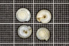 Oxychilus renanianus