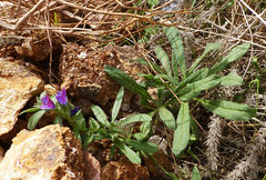 Echium sabulicola