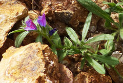 Echium sabulicola