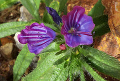 Echium sabulicola