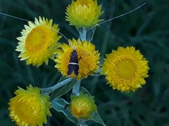 Ceromitia natalensis