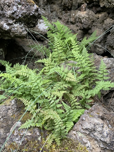 pľuzgiernik krehký (Cystopteris fragilis)