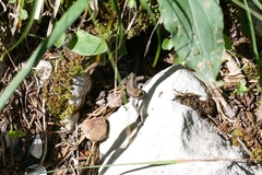 Iberolacerta horvathi