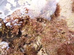 Ellisolandia elongata