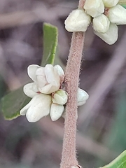Casearia grandiflora