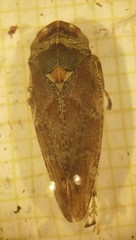 Aphrophora corticea