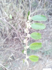 Casearia grandiflora
