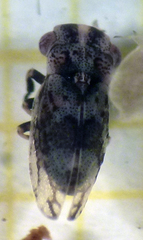 Ulopa