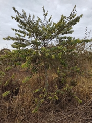 Casearia grandiflora