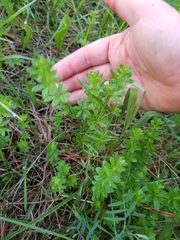 Galium asprellum