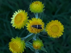Ceromitia natalensis