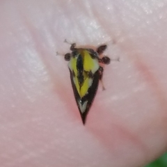 Enchophyllum quinquemaculatum