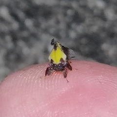 Enchophyllum quinquemaculatum