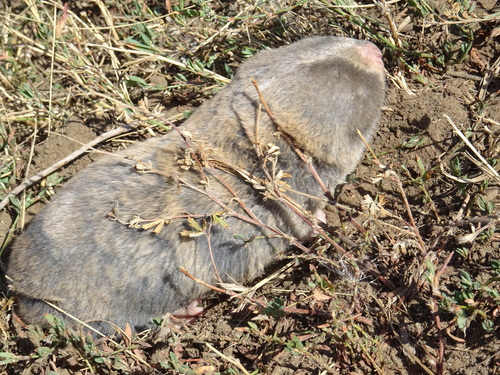 Greater Blind Molerat, Татищевский р-н, Саратовская обл., Россия, photo 3 of 10