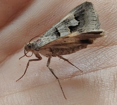Drasteria caucasica