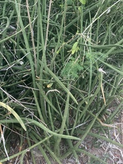 Sansevieria cylindrica