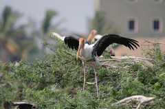 Mycteria leucocephala