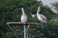 Pelecanus philippensis