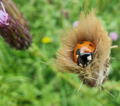 Coccinella septempunctata