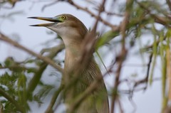 Ardeola grayii