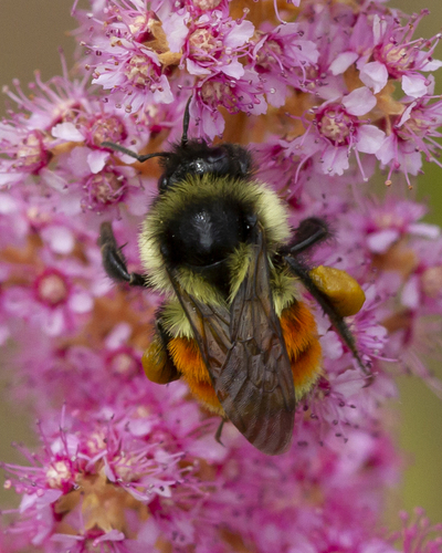 Tricolored Bumble Bee, photo 5 of 10