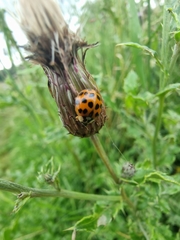 Harmonia axyridis