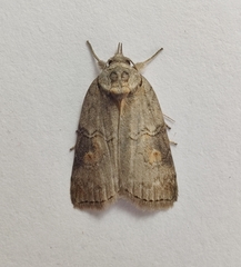 Nycteola asiatica