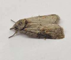 Nycteola asiatica