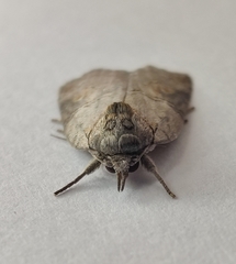 Nycteola asiatica