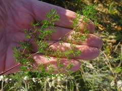 Pelargonium anethifolium