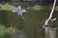 Nycticorax nycticorax