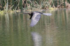 Anhinga melanogaster