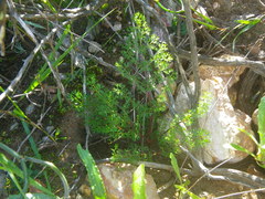 Pelargonium anethifolium