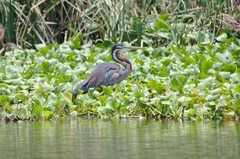 Ardea purpurea