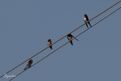 Hirundo rustica