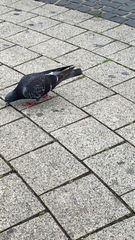 Columba livia domestica