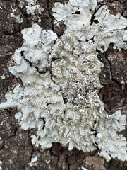 Punctelia borreri