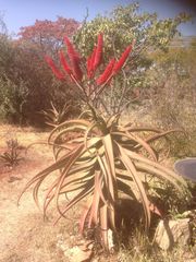 Aloe excelsa
