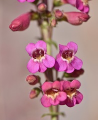 Penstemon bicolor roseus