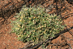 Roepera debilis