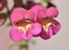 Penstemon bicolor roseus