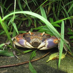 Chasmagnathus convexus