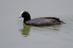 Fulica atra