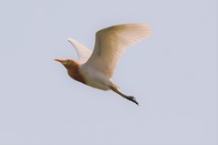 Bubulcus ibis